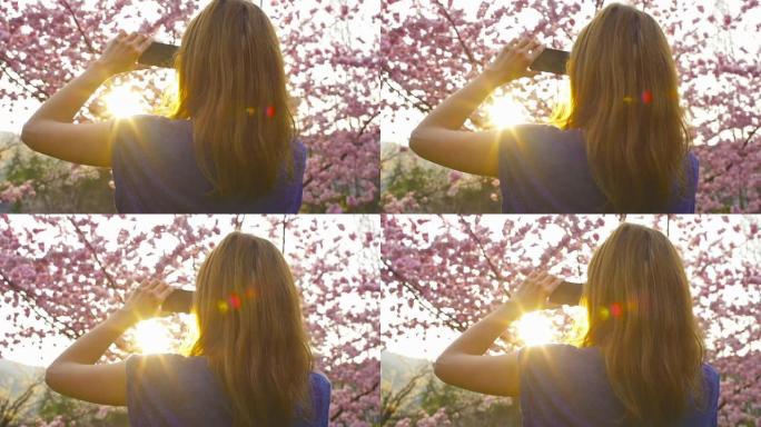 女人在日落时拍摄盛开的樱桃树的照片