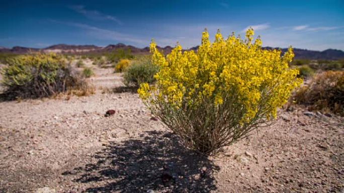 沙漠中盛开的花朵沙漠中盛开的花朵绿化