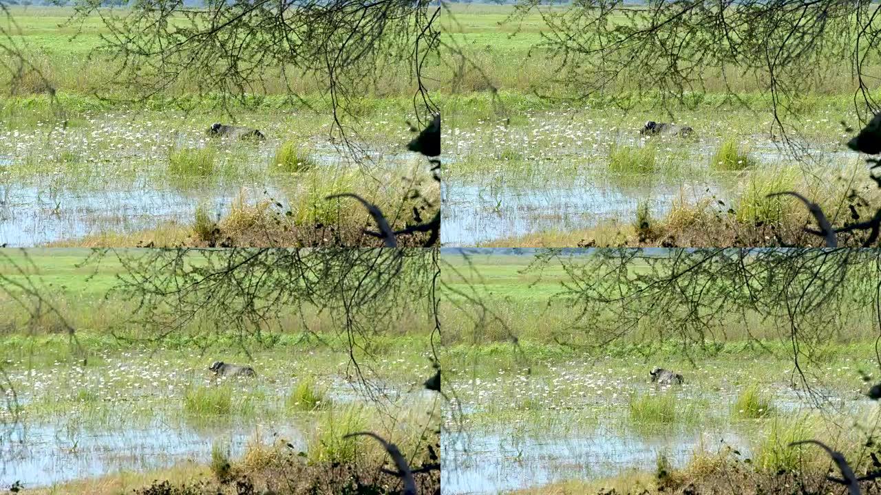 非洲水牛沼泽湿地野牛