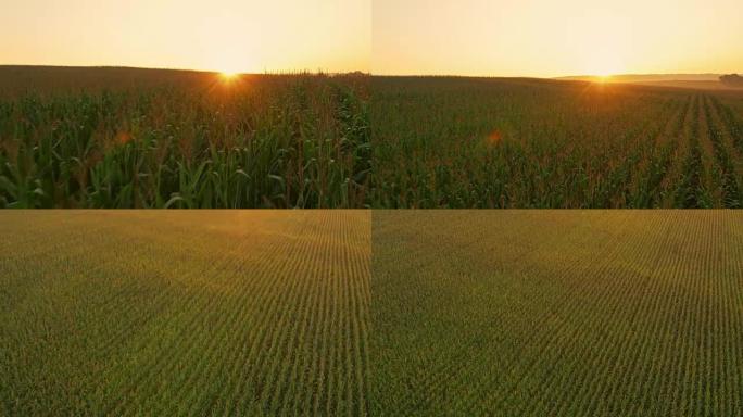 日出时玉米的空中田地