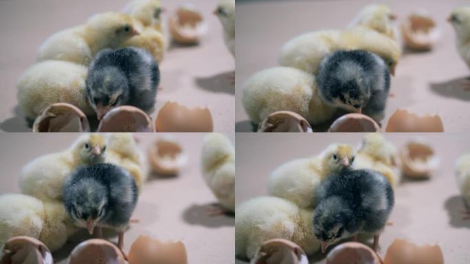 在农场孵化的小鸡，特写。家禽养殖，家禽业，家禽生产。