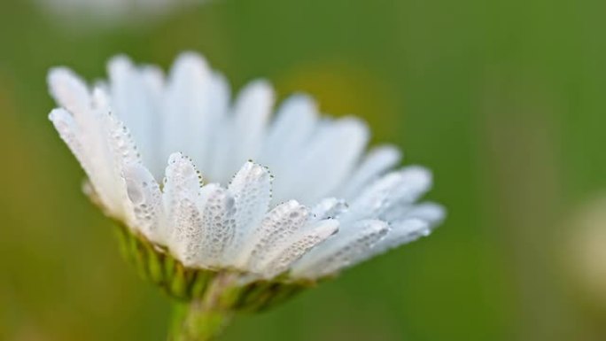 雏菊花瓣上露水的R/F微距拍摄