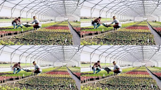 DS WS花店在温室中移植花卉