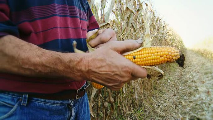 高清：农民的手剥玉米芯