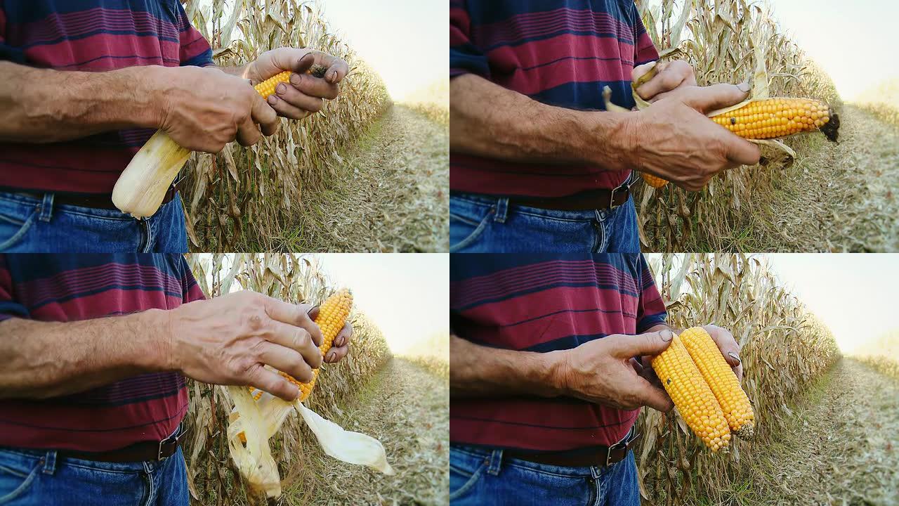 高清：农民的手剥玉米芯
