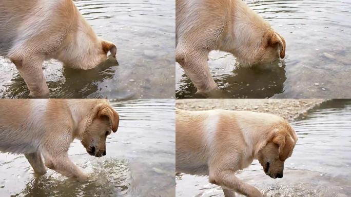 SLO MO Labrador寻找猎物