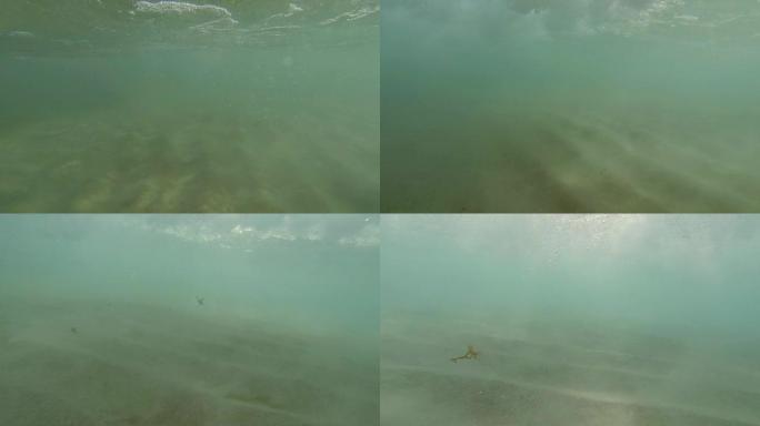 高清慢镜头：佛罗里达海岸的水下镜头