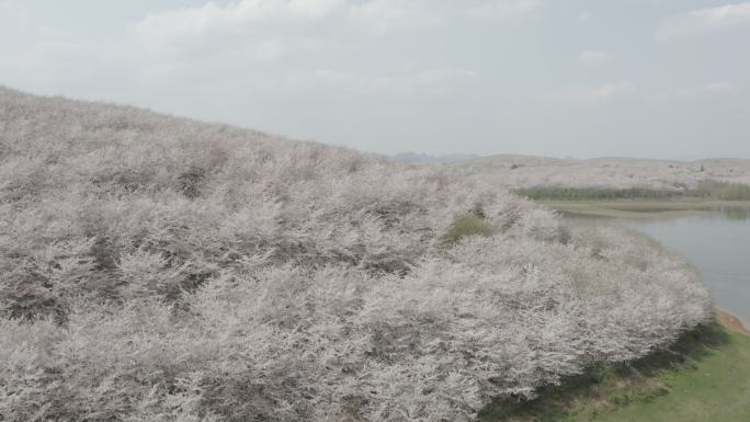 贵安樱花园