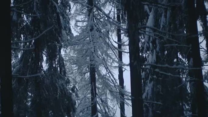 太阳在白雪皑皑的森林中移动