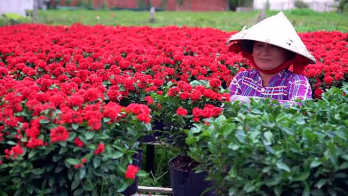 越南同塔省萨德茨的越南园丁修剪红花花园的4k镜头，传统和文化观念