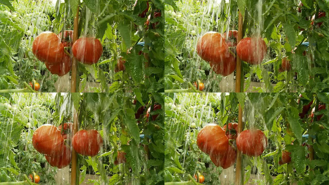 高清慢动作：大雨落在西红柿上