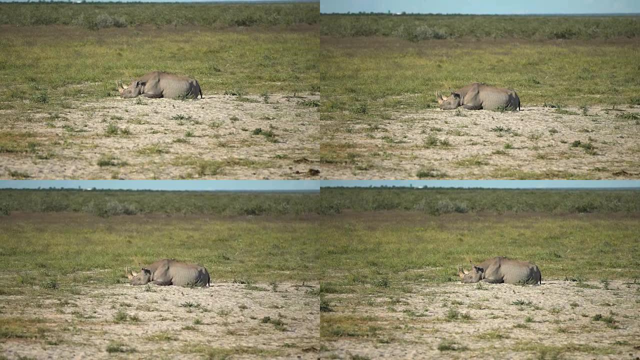 非洲景观。野生犀牛在萨凡纳休息