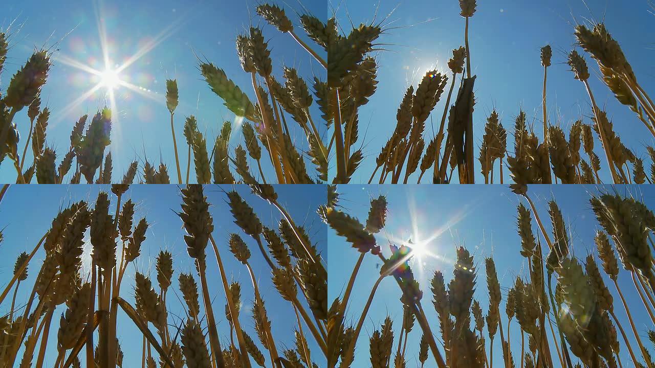 HD慢速运动：小麦秸秆在阳光下运动
