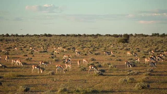大草原上行走的黑斑羚群