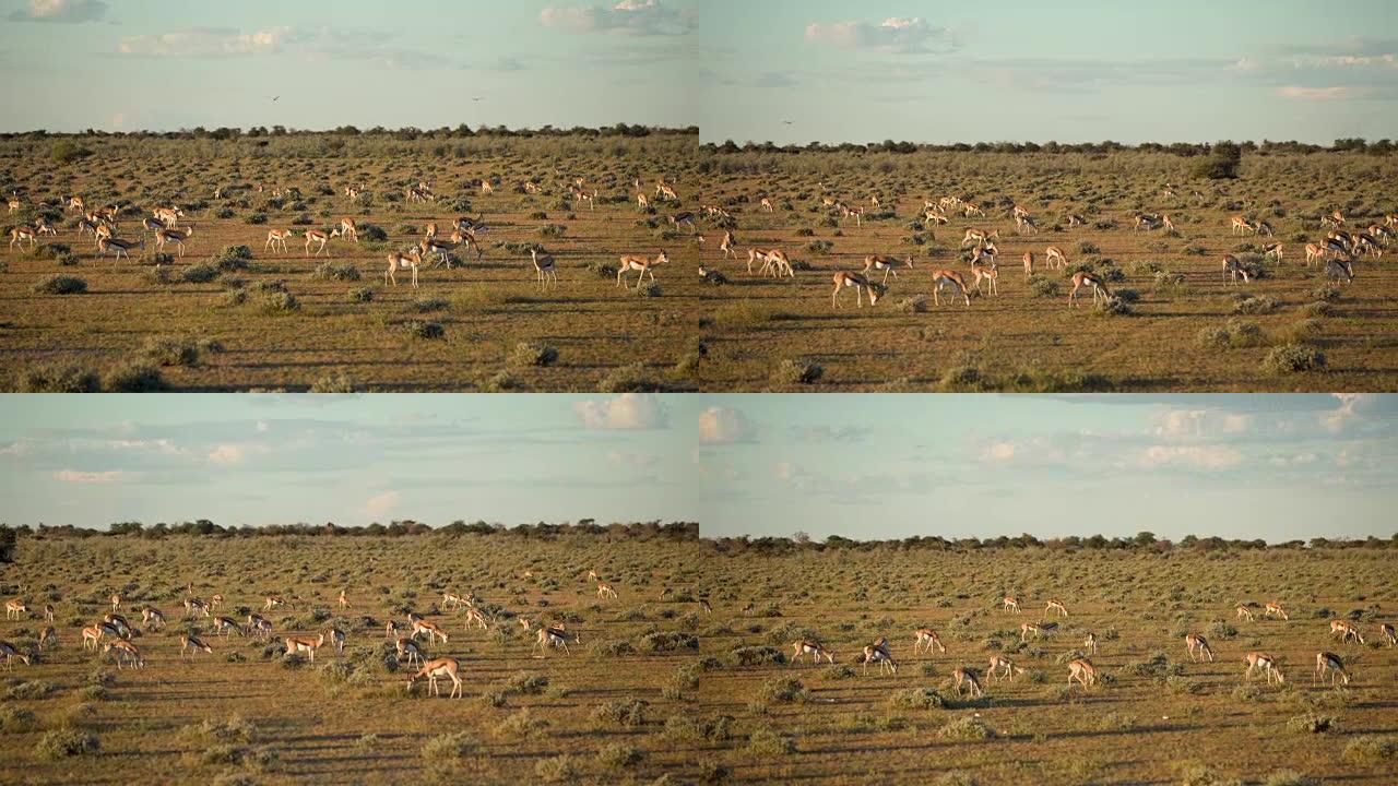 大草原上行走的黑斑羚群