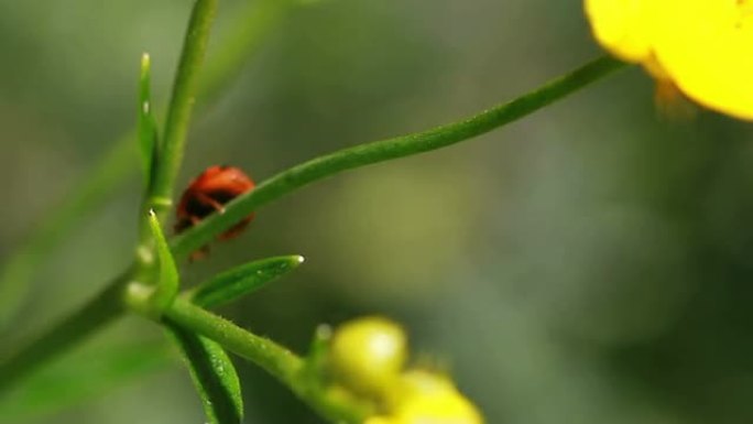 自然夏季NA小草春天