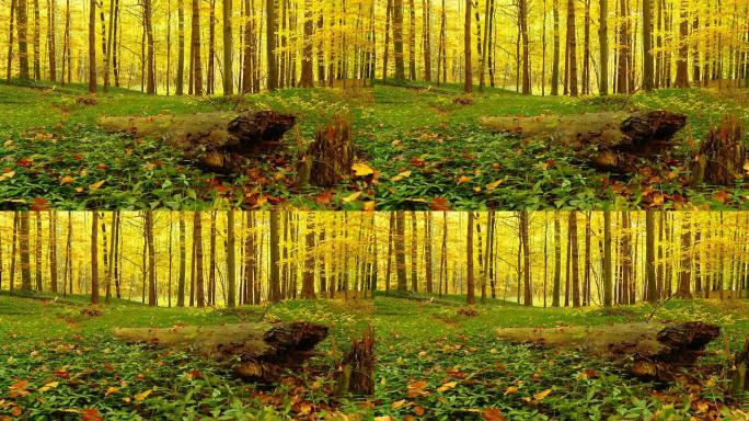 HD DOLLY：秋季森林中的老树干