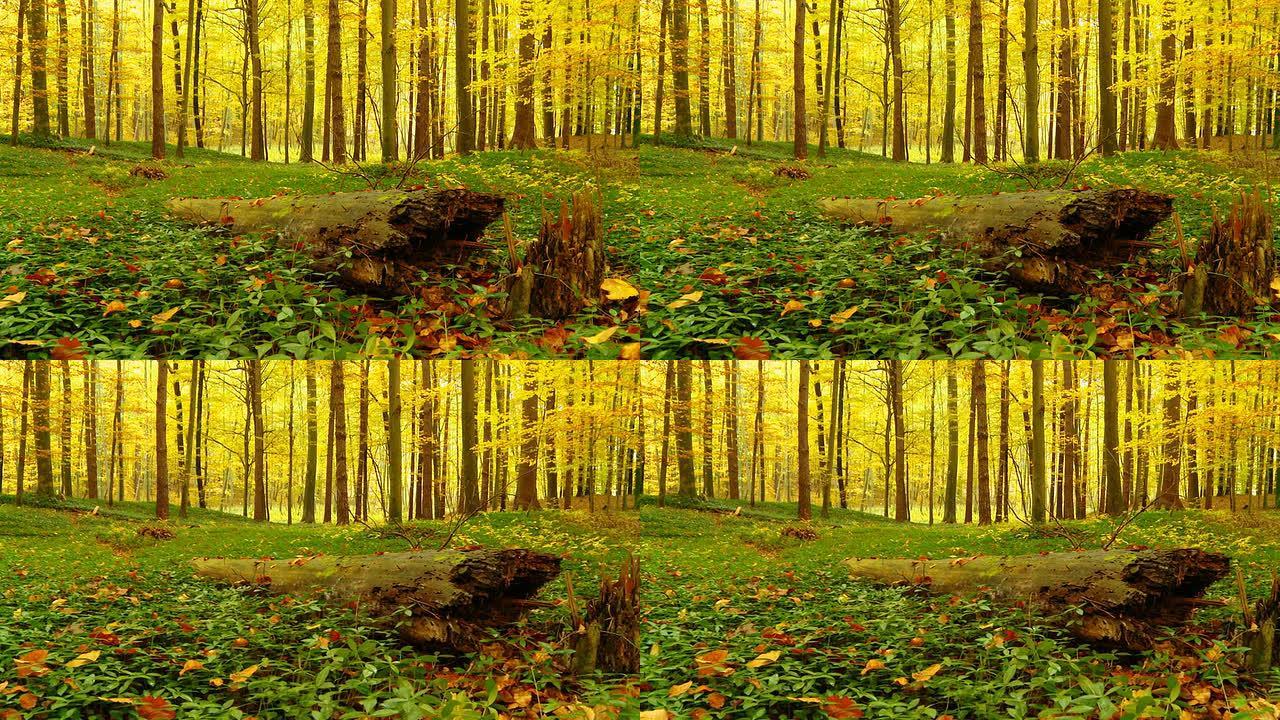 HD DOLLY：秋季森林中的老树干