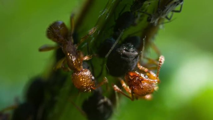 蚂蚁蚂蚁分工觅食
