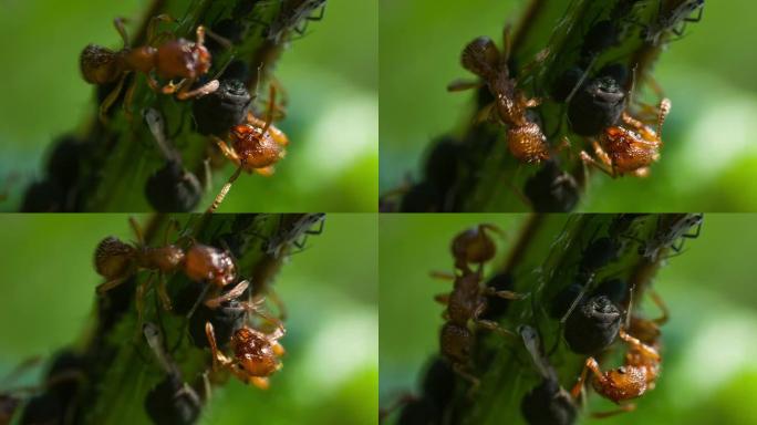 蚂蚁蚂蚁分工觅食