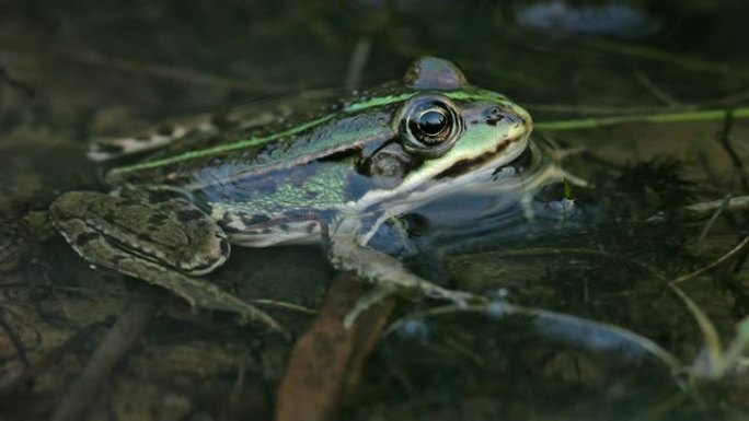 蛙一只青蛙特写益虫