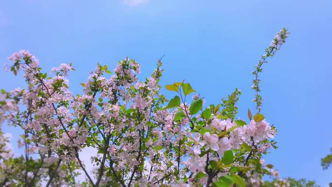 樱花 樱花开放 春天樱花 樱花素材