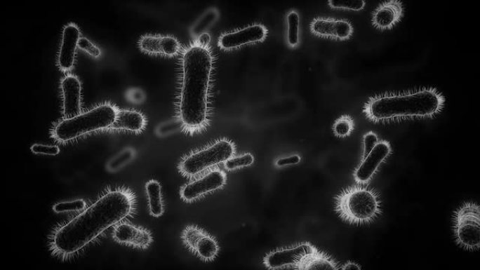 单色显微镜下的细菌