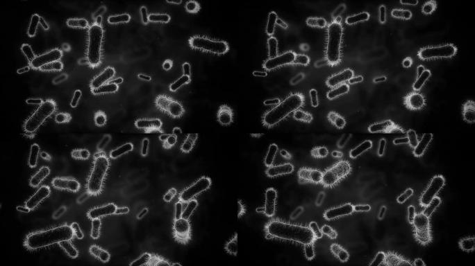 单色显微镜下的细菌