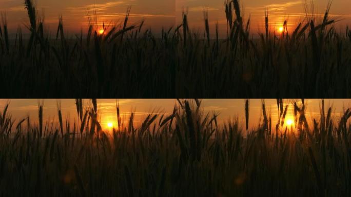 HD运动时间延迟：日出时的小麦茎