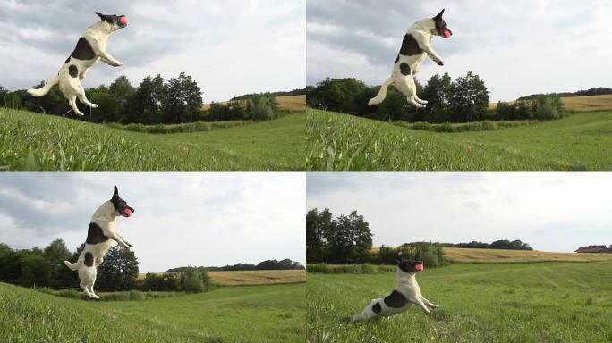 高清超级慢镜头：一只杂技犬的时间扭曲镜头