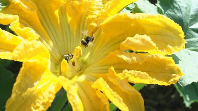 SLO MO蜜蜂和大黄蜂在花