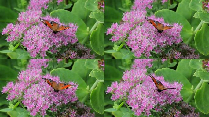 孔雀蝶吸食花蜜采花蜜美丽的蝴蝶