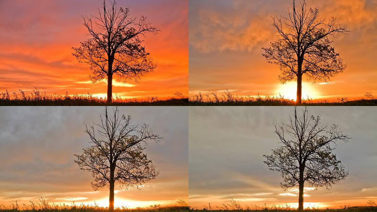高清动态时间剪辑：日出时的裸树