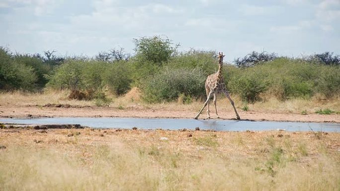 慢动作长颈鹿喝水长颈鹿饮用水