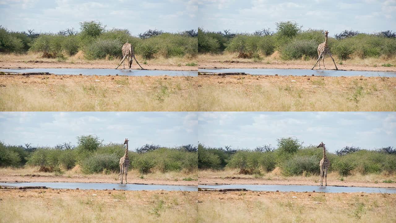 慢动作长颈鹿喝水长颈鹿饮用水