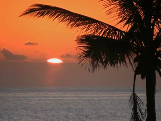 PAL：日落时分的棕榈树