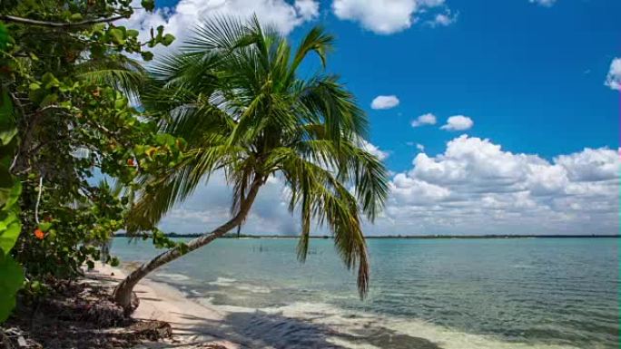 古巴: 旅行: 古巴海滩上的棕榈树