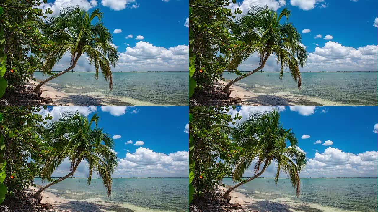 古巴: 旅行: 古巴海滩上的棕榈树