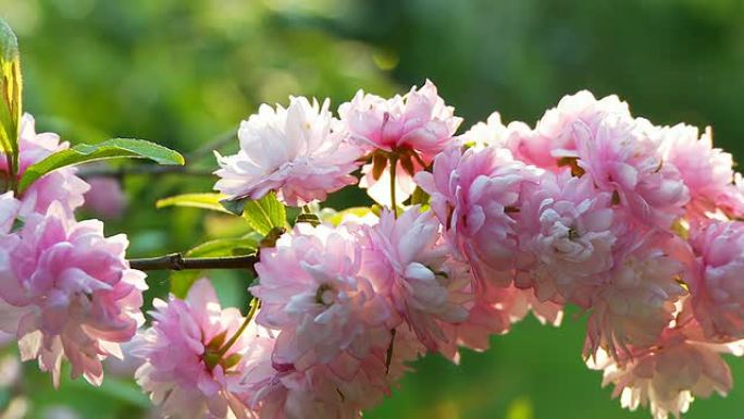 高清娃娃：花丛花丛