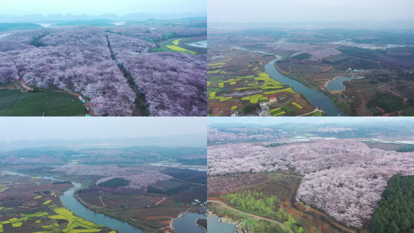 4K航拍贵州省贵安新区平坝万亩樱花园