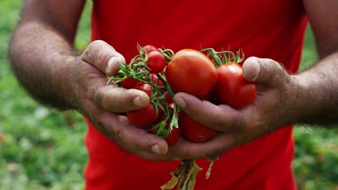 刚刚从他的土地上采摘的意大利红色西红柿的农民展览的手。有机西红柿是真正的，由农民护理公司种植。