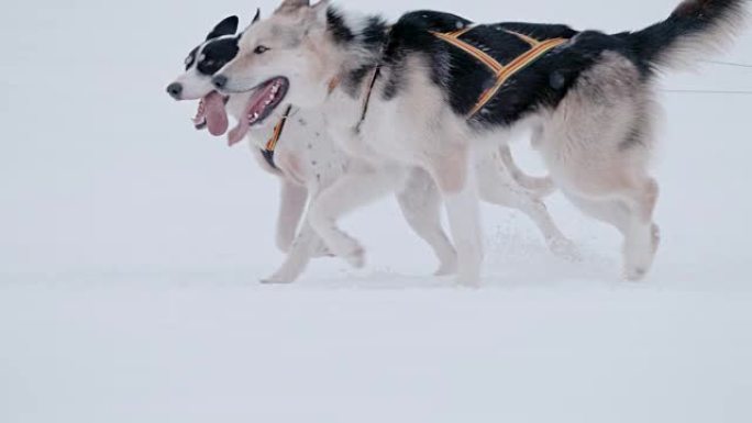 SLO MO LS两只雪橇犬在雪地里奔跑