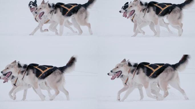 SLO MO LS两只雪橇犬在雪地里奔跑