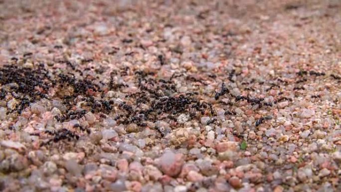 蚂蚁攻击女王蚁群团结就是力量觅食搬运食物
