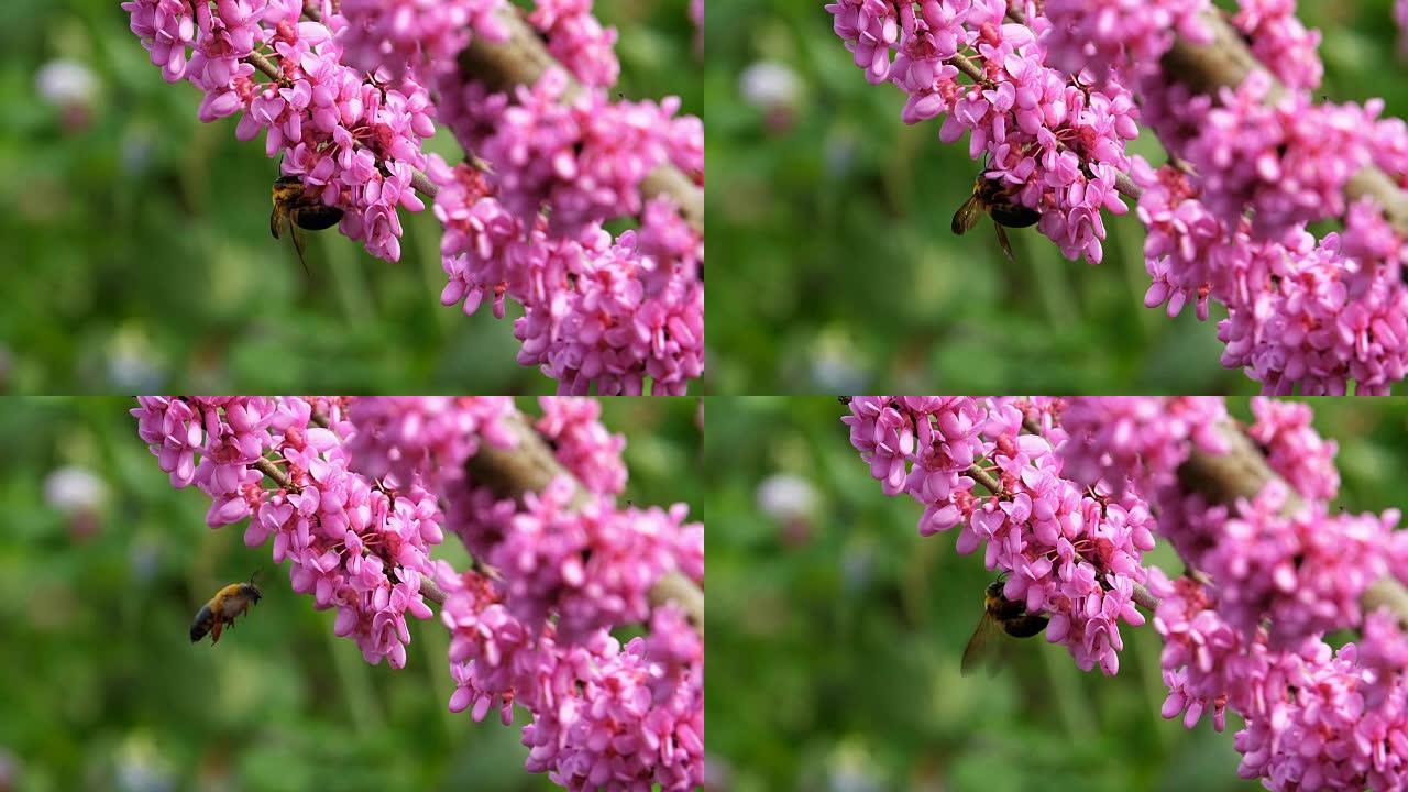 蜜蜂在盛开的紫荆花周围飞行的慢动作收集花蜜