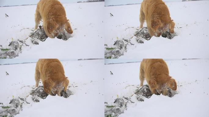 高清超级慢镜头：雪地里的狗
