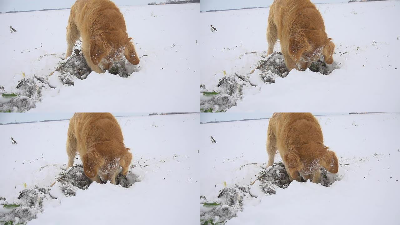 高清超级慢镜头：雪地里的狗