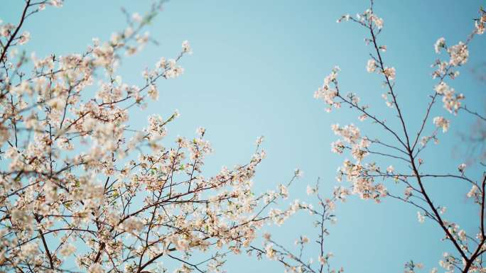 春分樱花春分素材樱花春天视频春天素材樱花