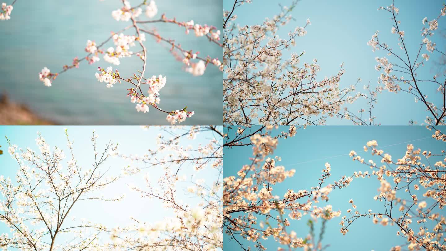春分樱花春分素材樱花春天视频春天素材樱花