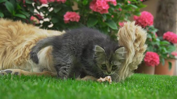 高清超级慢镜头：小猫躺在狗旁边